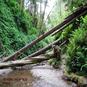 Fallen Trees