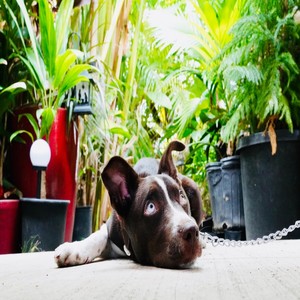 Puppy Song(Just You and Me)