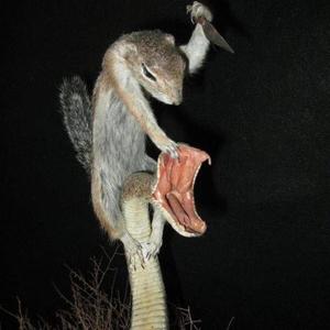 SQV3LCH (feat. G3iffith) (Explicit)