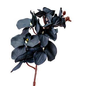 Black Orchid (Explicit)