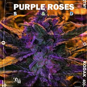 Purple Roses (feat. Similar Dosis)