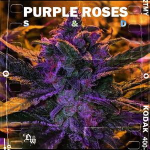 Purple Roses(feat. Similar Dosis)