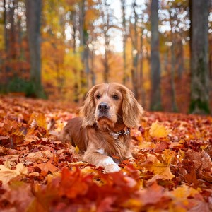 Melodías Calmantes: Música De Guitarra Para Perros