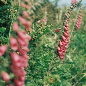 Foxglove