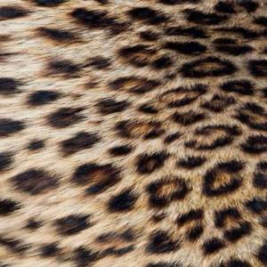 Quem vai tentar comigo (Explicit)