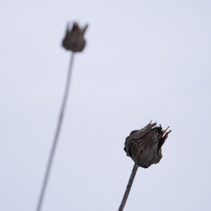 Kozo - 朝靄の中で (デュオバージョン)