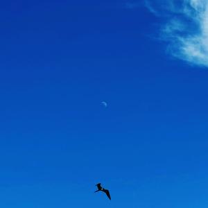 Digital Rearview (Explicit)