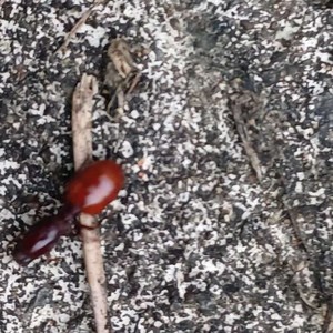 不下雨就出太阳吧 (Demo)