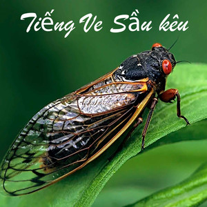 Tiếng Ve Sầu kêu