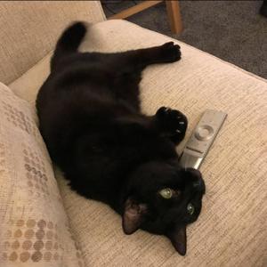 paracetamol (Explicit)