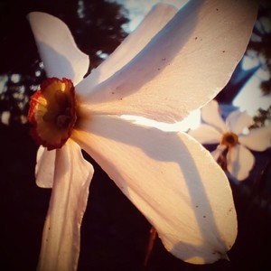 Flowers of Tenderness