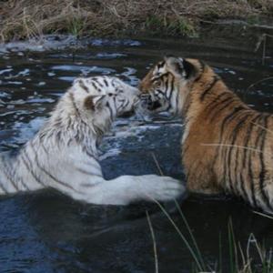 my saudi arabian desert (Explicit)