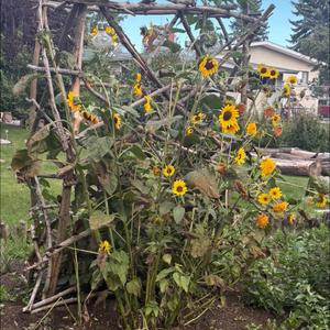sunflowers (Explicit)