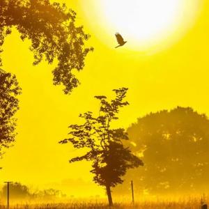 如愿 - 第24集 小盗龙和天宇盗龙