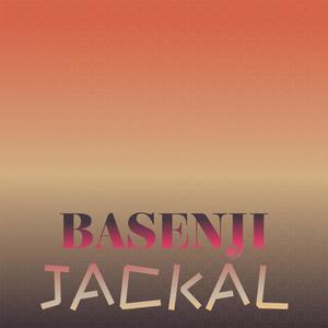 Basenji Jackal