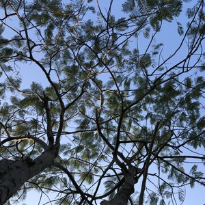 烟花绽放时