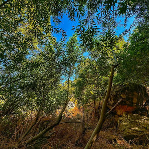 Hinei (feat. Reuven Garber) (LIVE!)