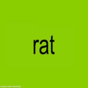 rat