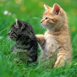 inactivity (Explicit)