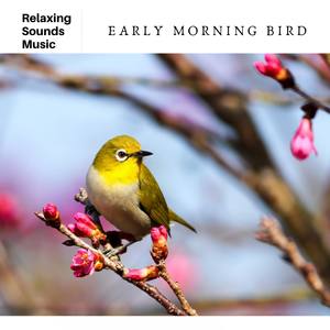 Early Morning Bird Ambience