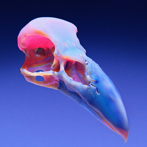 Lavender (Eekkoo Remix)