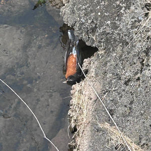 rip skel :( (feat. wifiskeleton) (i like my version of you more instead remix) (Explicit)