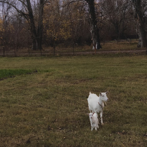 Стопки (Explicit)