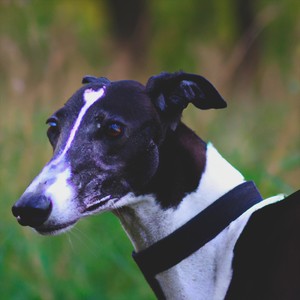 falkontrash - Upon Tragedy