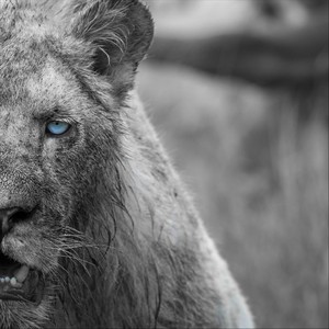 Pit of Lions (feat. Sam Astaroth) (Explicit)