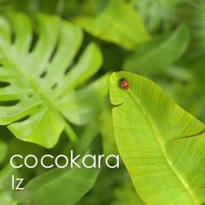 cocokara