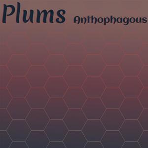 Plums Anthophagous