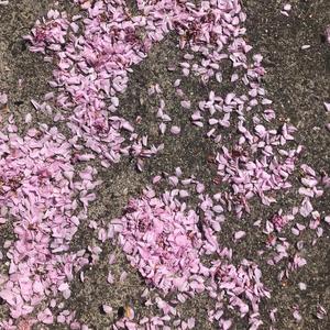 sans cesse (Explicit)