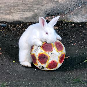 Conejo