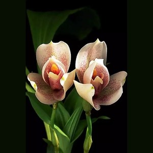 弹起我心爱的好毕斯