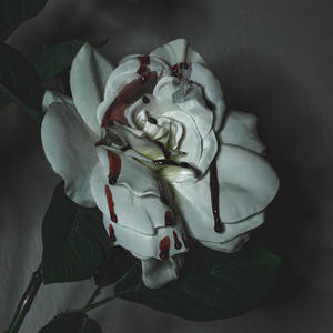 THORN2MYROSE (Explicit)