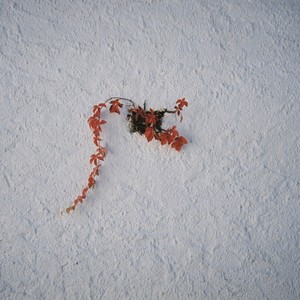 Camille Antoni - Zebra (feat. Tomas Ferdinand & Digitzz) (Explicit)