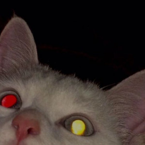 Düşmez Babalar Dillerden. (Explicit)