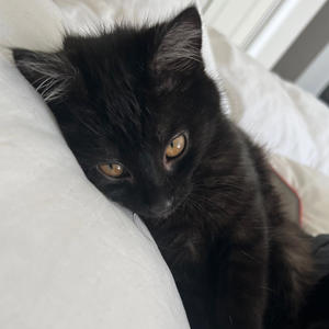 G star (feat. Nahjee L)