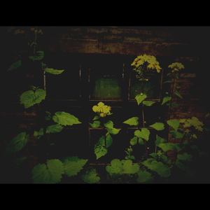 向日葵向着阳光 (伴奏)