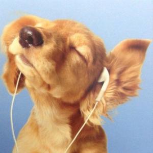STELLAR (Explicit)