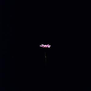 Kokain og horer (Explicit)