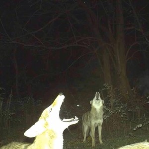 HOW (feat. xtsy*) (Explicit)