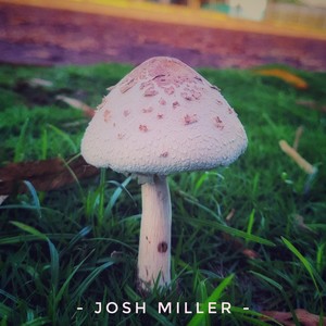 Mushroom (Instrumental Version)