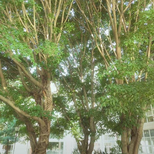 剩下的盛夏 (氛围前奏版)封面