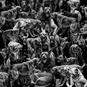 Cachorros da Neve (Acoustic)