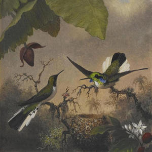 Colibrì