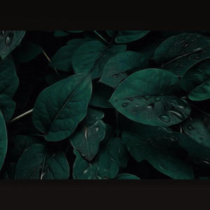 Korktuğumdan Değil