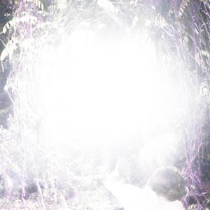 Seraphim In Cheshire Woods