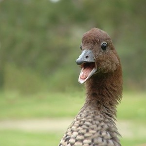 Quack Quack Quack Quack QUACK