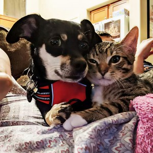 你想要找以前的他告状